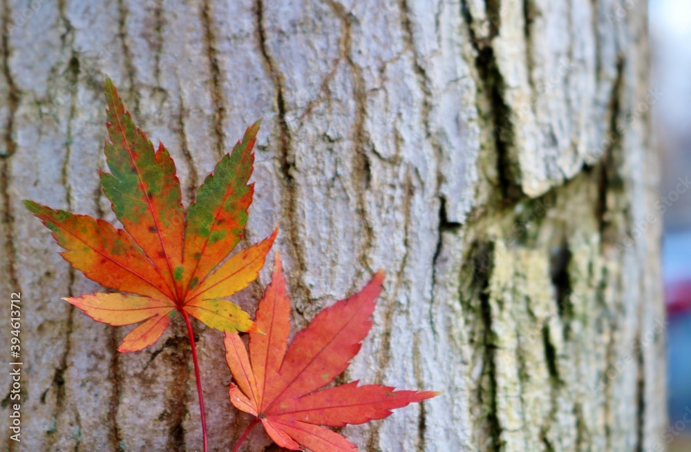 秋　紅葉　もみじ　もみじの木　