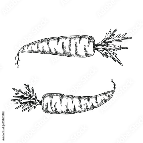 Hand drawn black and white crosshatch vector illustration of two carrots. No background.