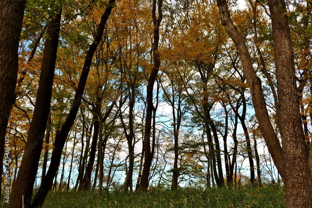 秋の森　風景　彩　癒し