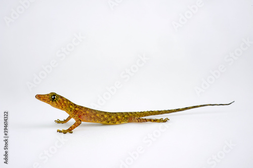 Afrikanischer Gecko // african Gecko (Cnemaspis spinicollis) photo