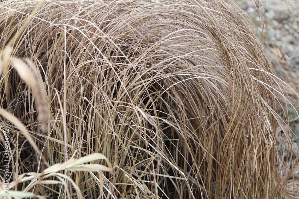 Beautiful arch formed by dry leaves of reeds. Late autumn