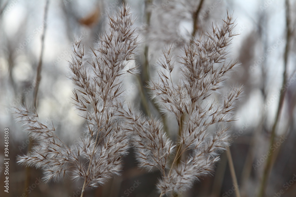 Two adjacent panicles of reeds. Late autumn Two adjacent panicles of reeds. Late autumn
