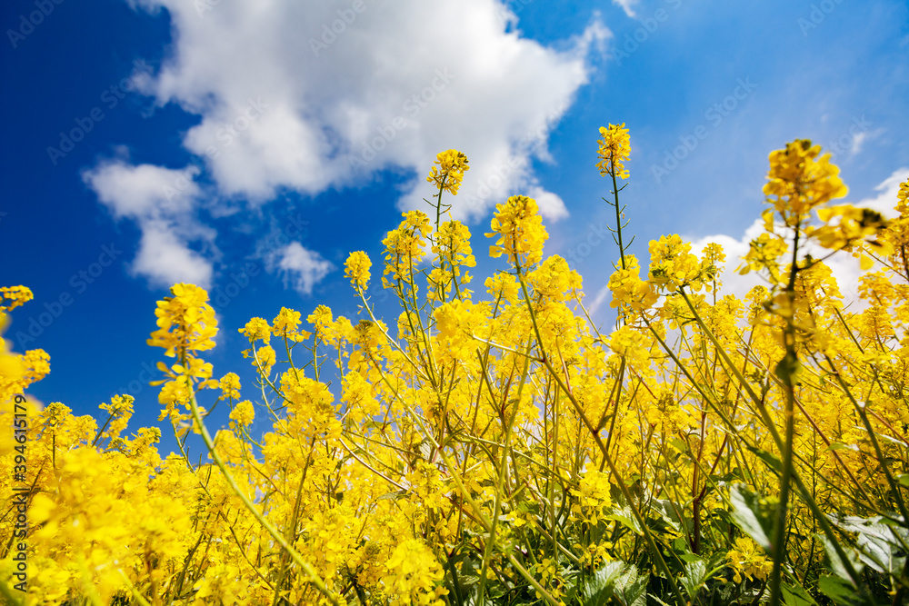 Closeup of yellow rapeseed canola flowers on field over clouds in sky Closeup of yellow rapeseed canola flowers on field over clouds in sky