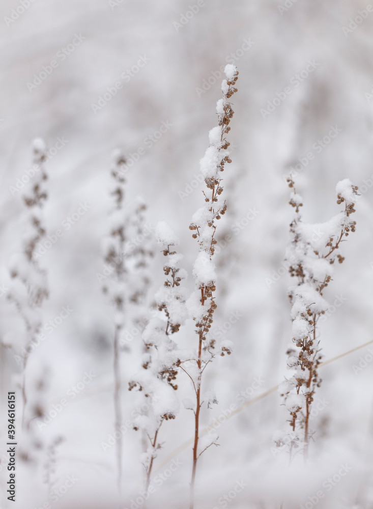 Winter nature print with close up of light beige dried grass with snow in the background. Reeds in beige with selective focus and the background is blurred. Winter nature print with close up of light beige dried grass with snow in the background. Reeds in beige with selective focus and the background is blurred.