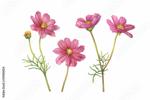 Set with pink flower of cosmea (Cosmos bipinnatus, Mexican aster, garden cosmos). Watercolor hand drawn painting illustration isolated on white background. photo