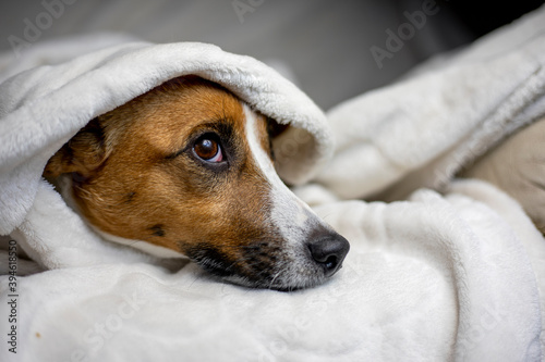 guilty jack russell terrier hid under a white blanket thrown on top, comfort, horizontal, © Nataliia Makarovska