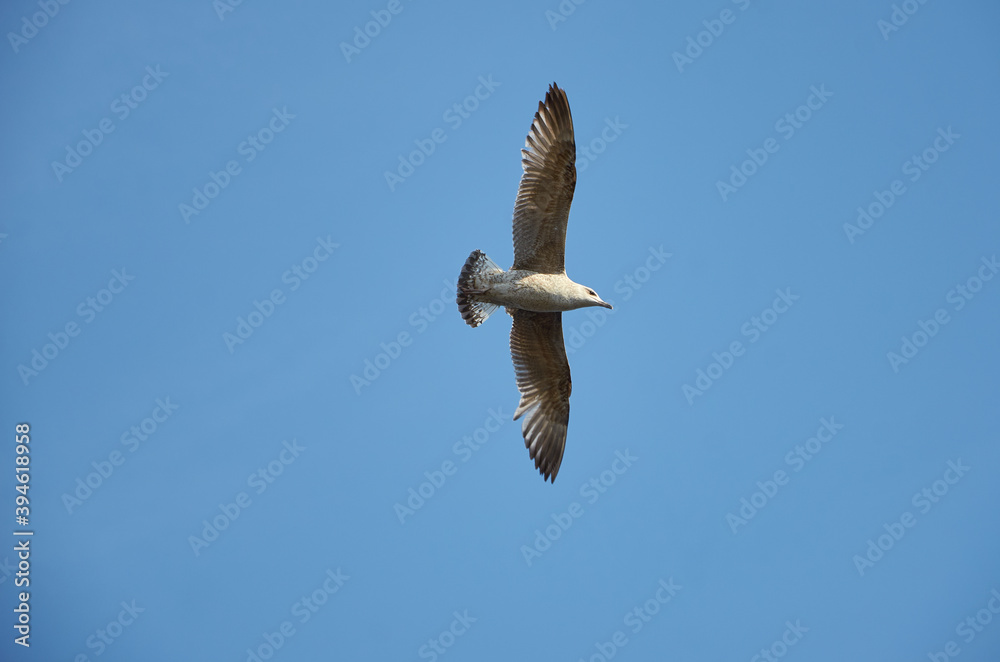 Obraz premium seagull in flight