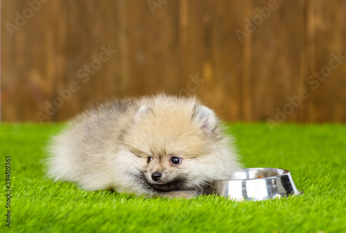 A small fluffy puppy of the German Spitz breed lies near an empty bowl on the green grass of the lawn near the house against the background of a wooden fence. Place for text