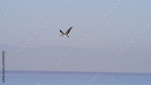 pelican flying over the ocean Los Angeles