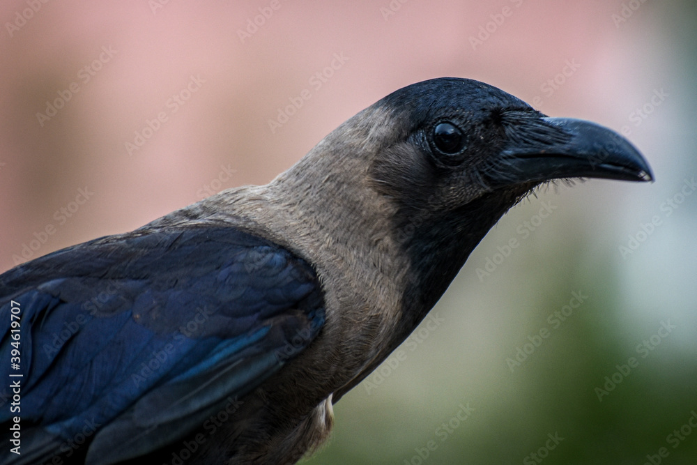Fototapeta premium close up of a crow