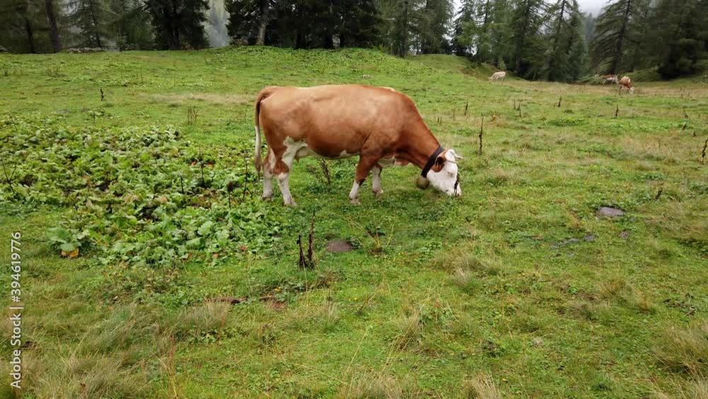 biologische Tierhaltung - Kuh auf der Alm biologische Tierhaltung - Kuh auf der Alm