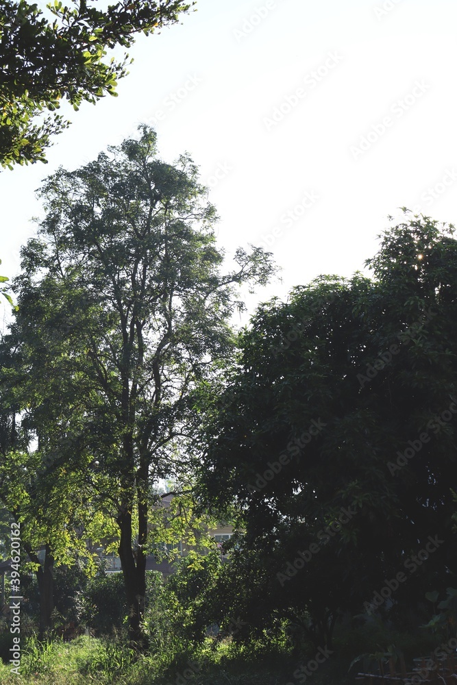 Obraz premium Tree in the forest and sky