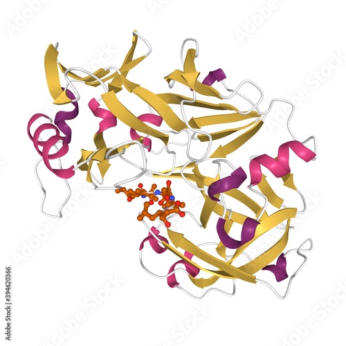 Structure of human pepsin complexed with inhibitor pepstatin, 3D cartoon model isolated, white background photo