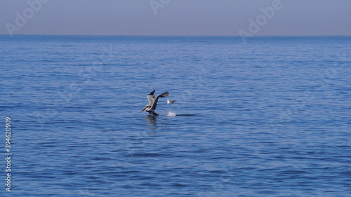 pelican flying over the ocean Los Angeles