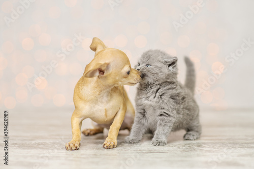 Kitten sniffs a puppy sitting next to him on the background of lights