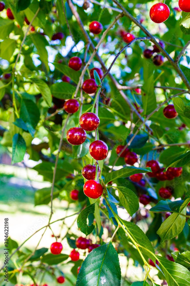 Obraz premium Flora und Fauna