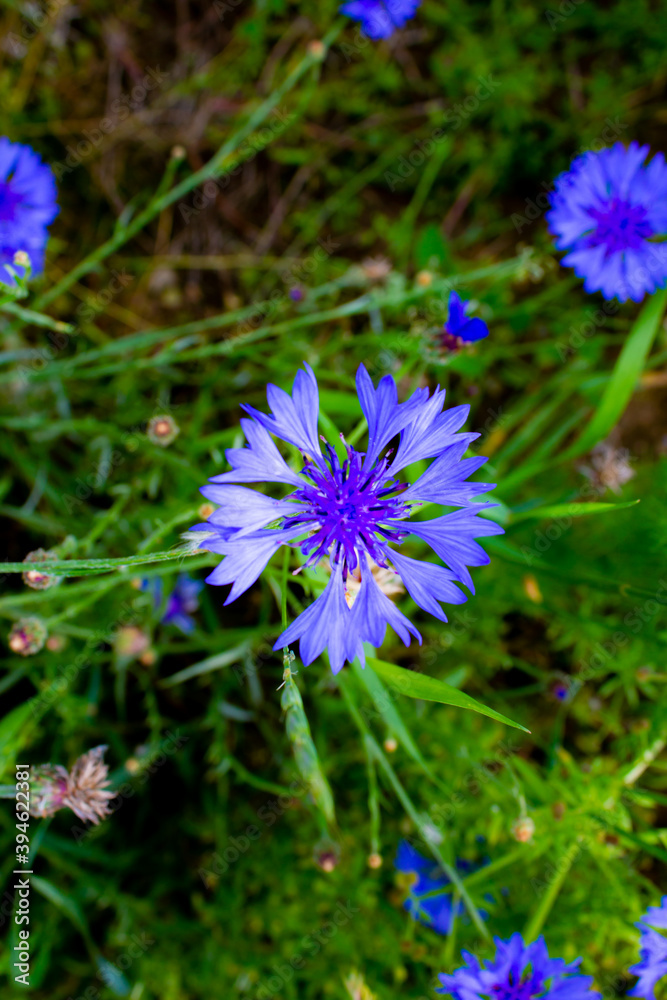 Obraz premium Flora und Fauna