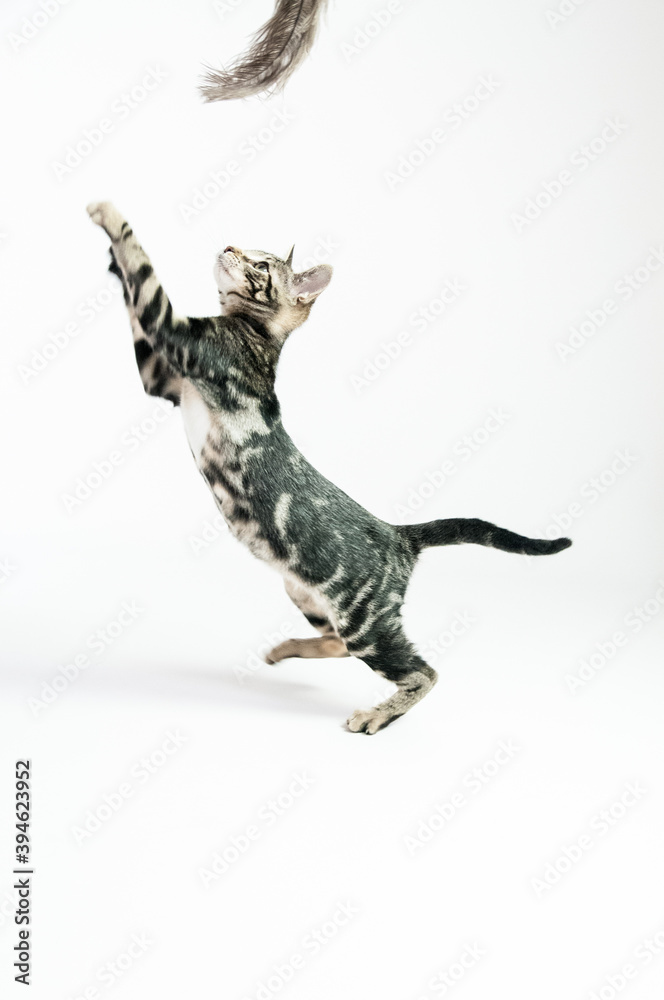 Fototapeta premium Gato saltando