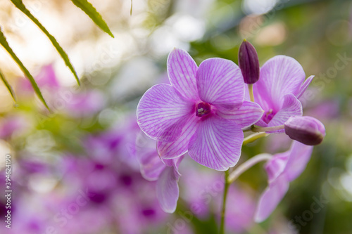 Beautiful purple orchid Blooming in the garden