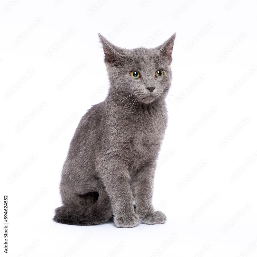 Gray kitten isolated on white background