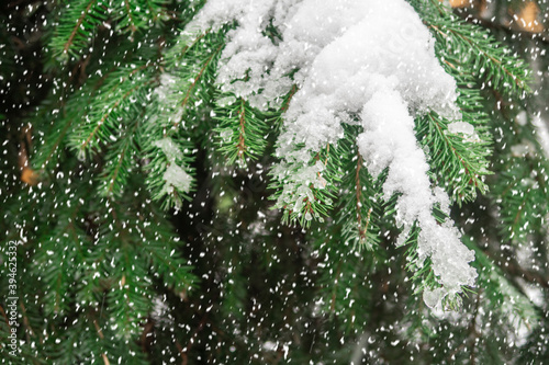 Closeup of Christmas tree with light  snow flake. Christmas and New Year holiday background. vintage color tone.