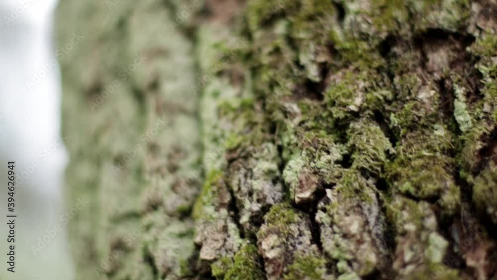 The texture of logs in the forest. Harvest tree for the winter V The texture of logs in the forest. Harvest tree for the winter V