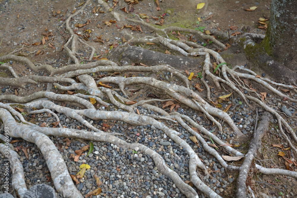 Obraz premium 木の根っこ