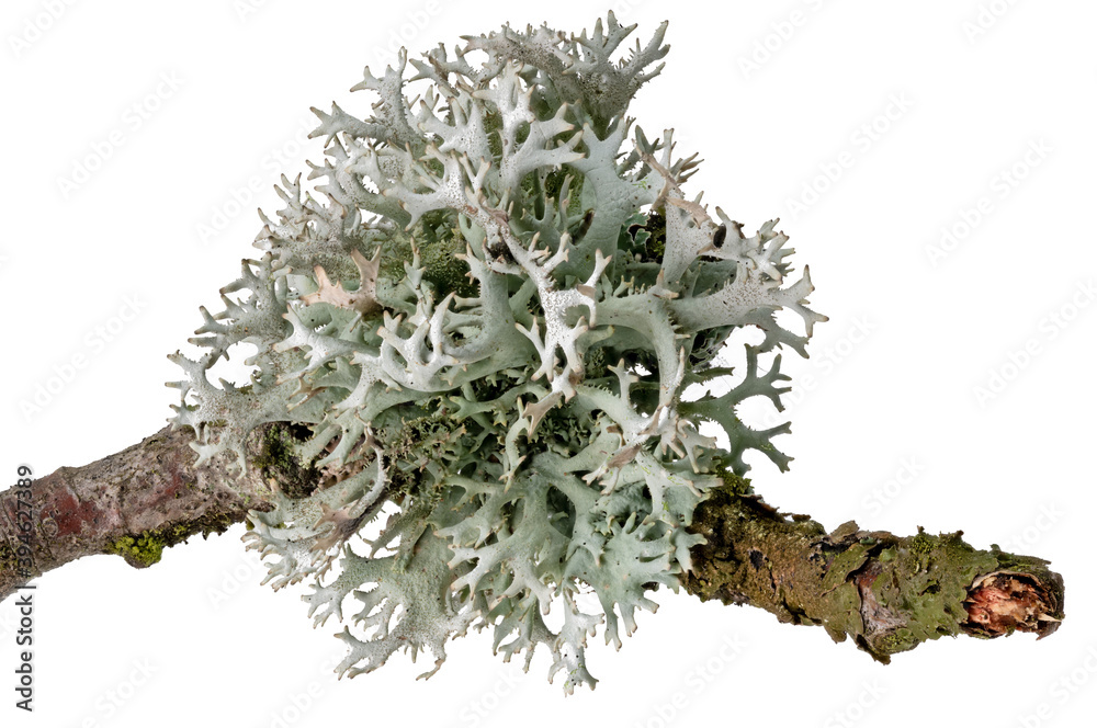 Macro shot of a lichen on a dead branch - obrazy, fototapety, plakaty 