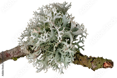 Macro shot of a lichen on a dead branch photo