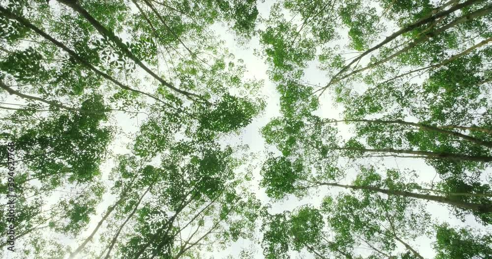 Camera looks up and moves under of rubber trees in green. Tree branches and leaves beautiful natural landscape with a perspective of trees.