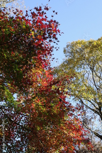 紅葉した木