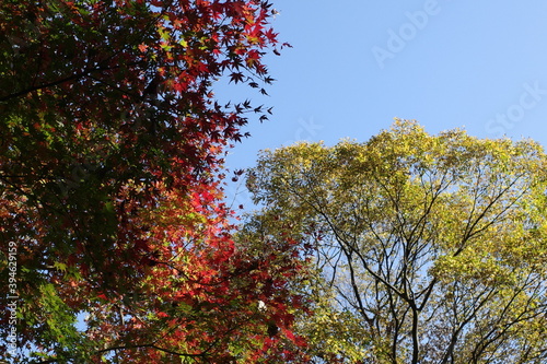 紅葉した木
