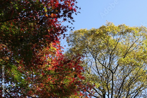 紅葉した木