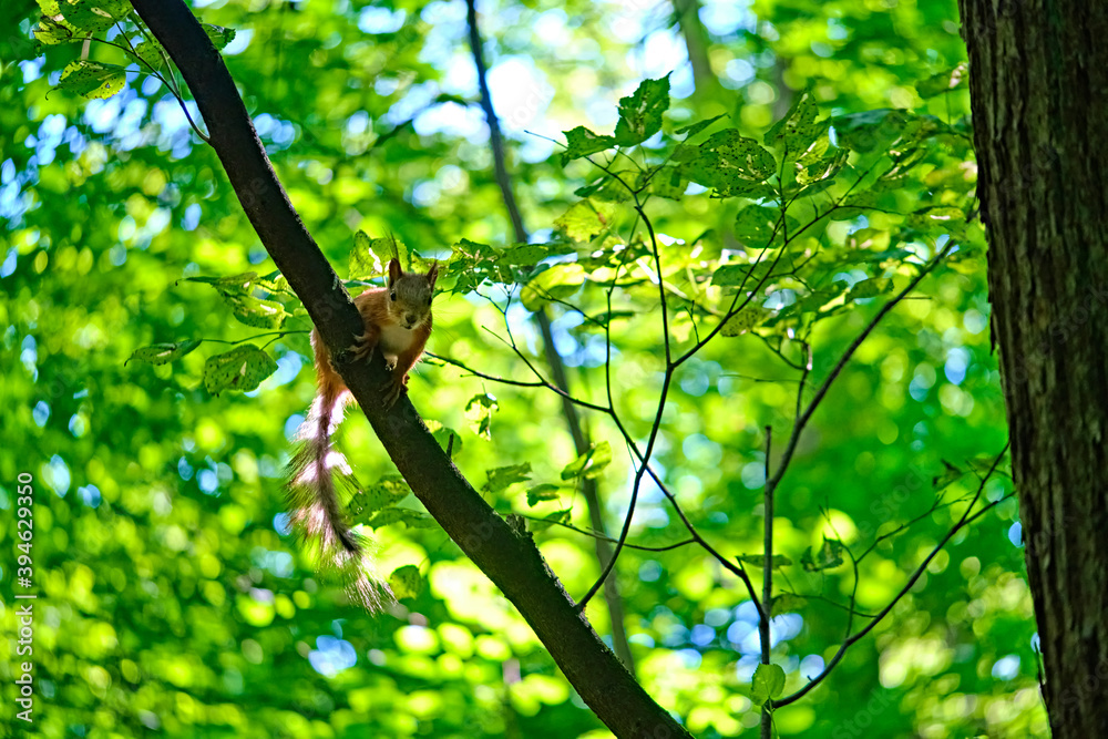 Fototapeta premium Red squirrel on the tree in the forest. color