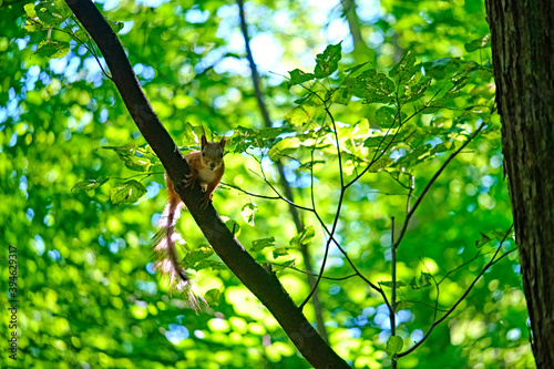 Red squirrel on the tree in the forest. color © LemPro Filming Life