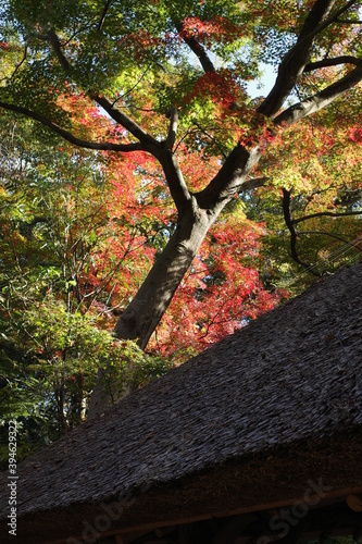 紅葉した木