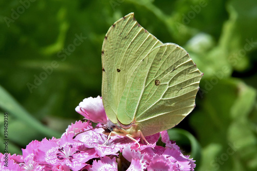 Ein Zitronenfalter auf pinken Nelkenblüten (Makro)