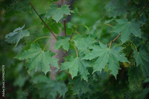 maple tree with green leaves grow in the oovercast forest