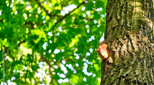 Red squirrel on the tree in the forest. color © LemPro Filming Life