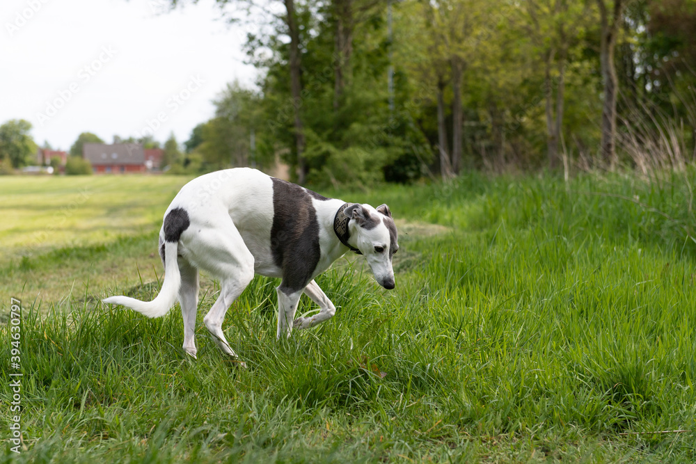 Whippet im Grünen