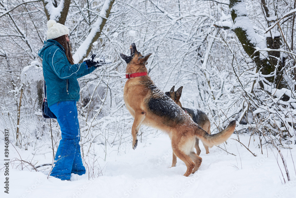 Young woman, wearing blue ski suit,playing with two german shepherds in snow in park.Female master training her dogs in forest with bare trees,standing and showing commands.Winter vacation activities.