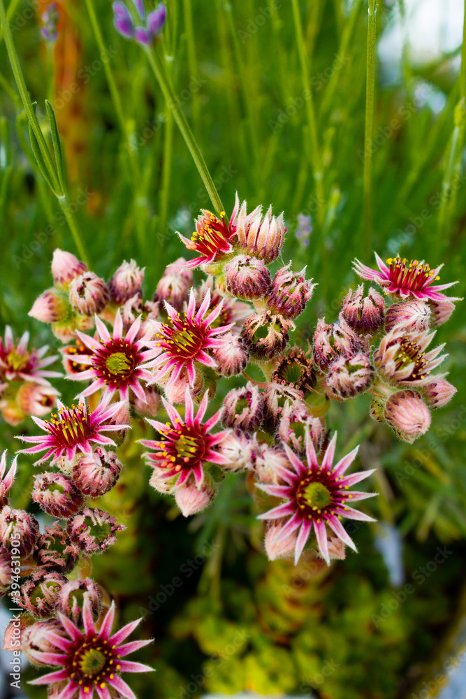 Flora und Fauna Flora und Fauna