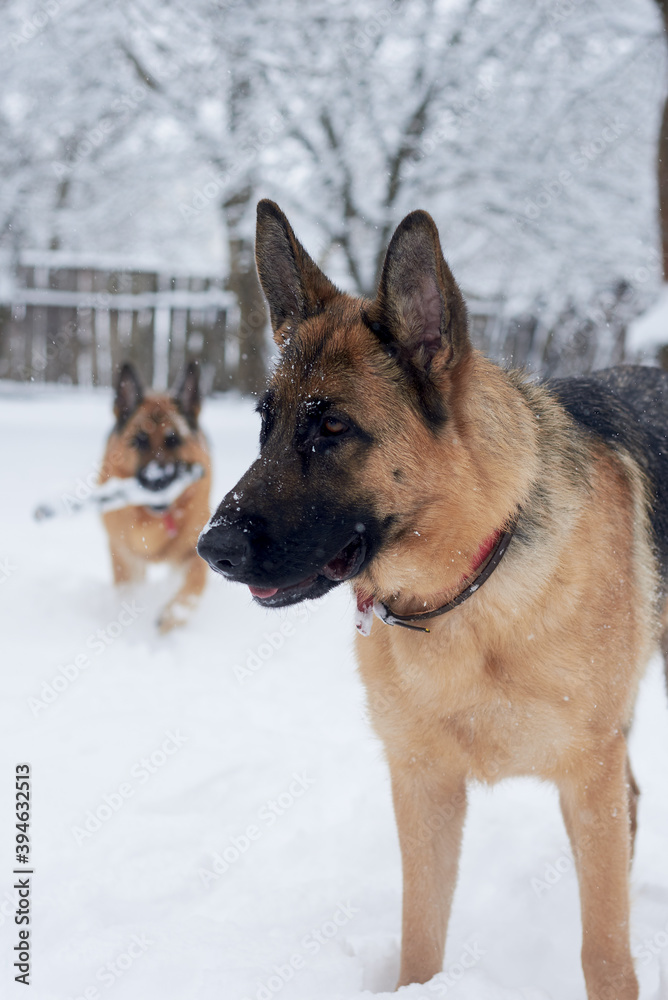 Two brown and black german shepherds having fun in winter park. Dogs with red collars, sitting in snow. looking at their master in forest. Pet training process. Two brown and black german shepherds having fun in winter park. Dogs with red collars, sitting in snow. looking at their master in forest. Pet training process.