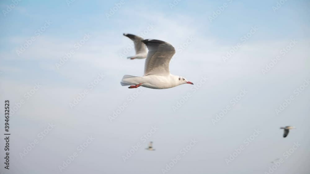 Slow motion of a Seagull flying over ocean coast in beautiful blue sky. Close up. Slow motion of a Seagull flying over ocean coast in beautiful blue sky. Close up.
