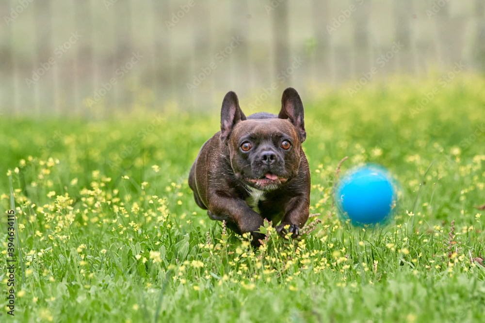 brown dog breed french bulldog playing and running with a blue ball on a green field
