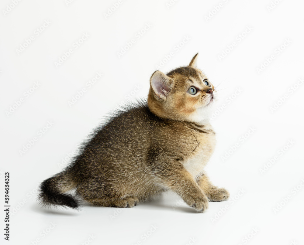 cute kitten Scottish golden chinchilla straight breed