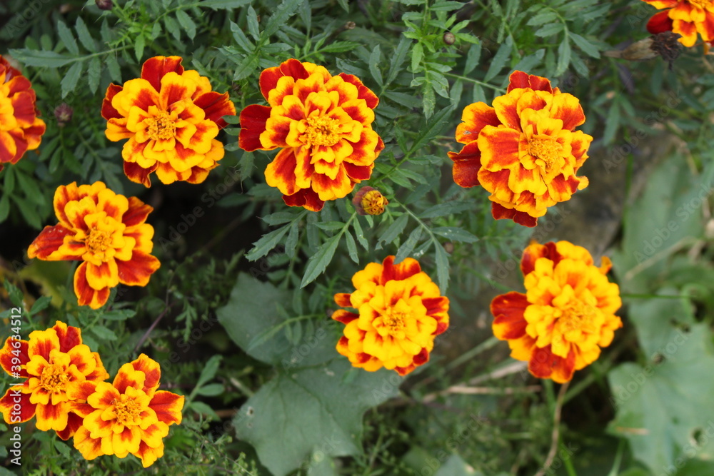 
Bright yellow and orange marigolds decorate the autumn garden