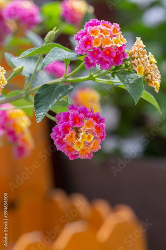 Blooming lantana flowers，Lantana camara L.