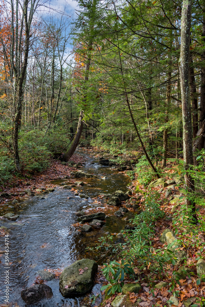 Stream Thru the Pines