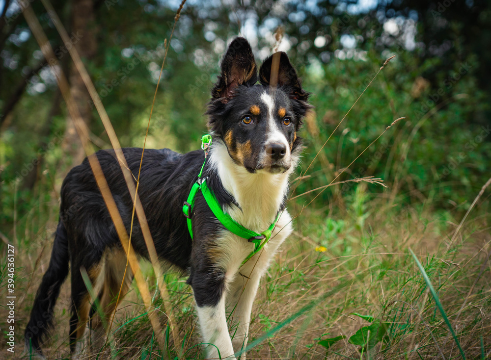 Adorable tricolor border collie dog posing in the field of Mediterranean landscape with raised ears and looking straight ahead